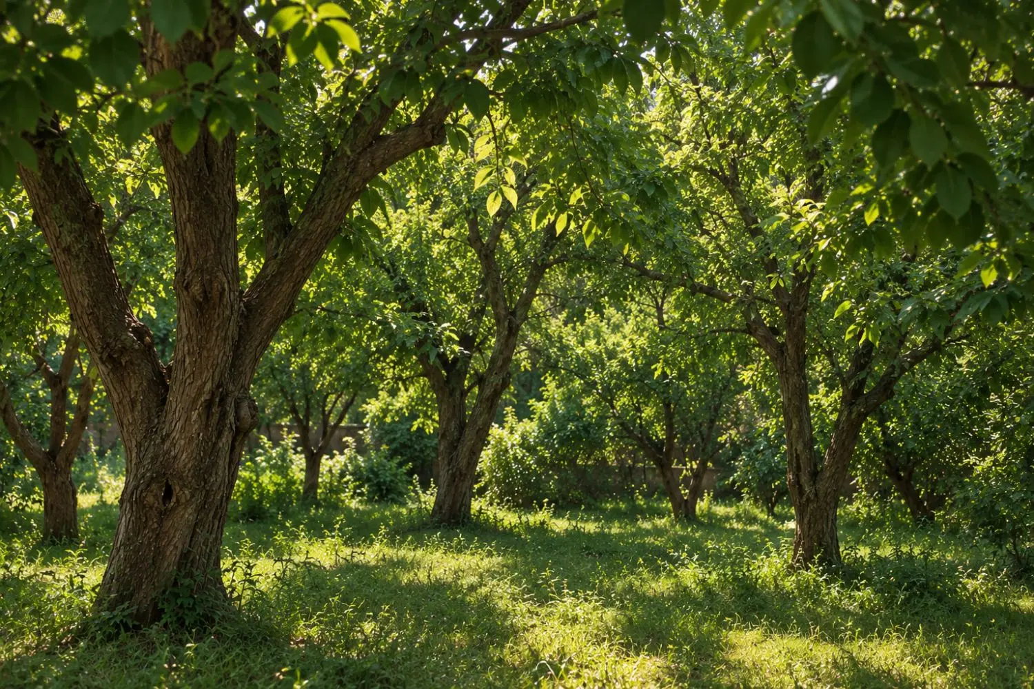 فروش زمین