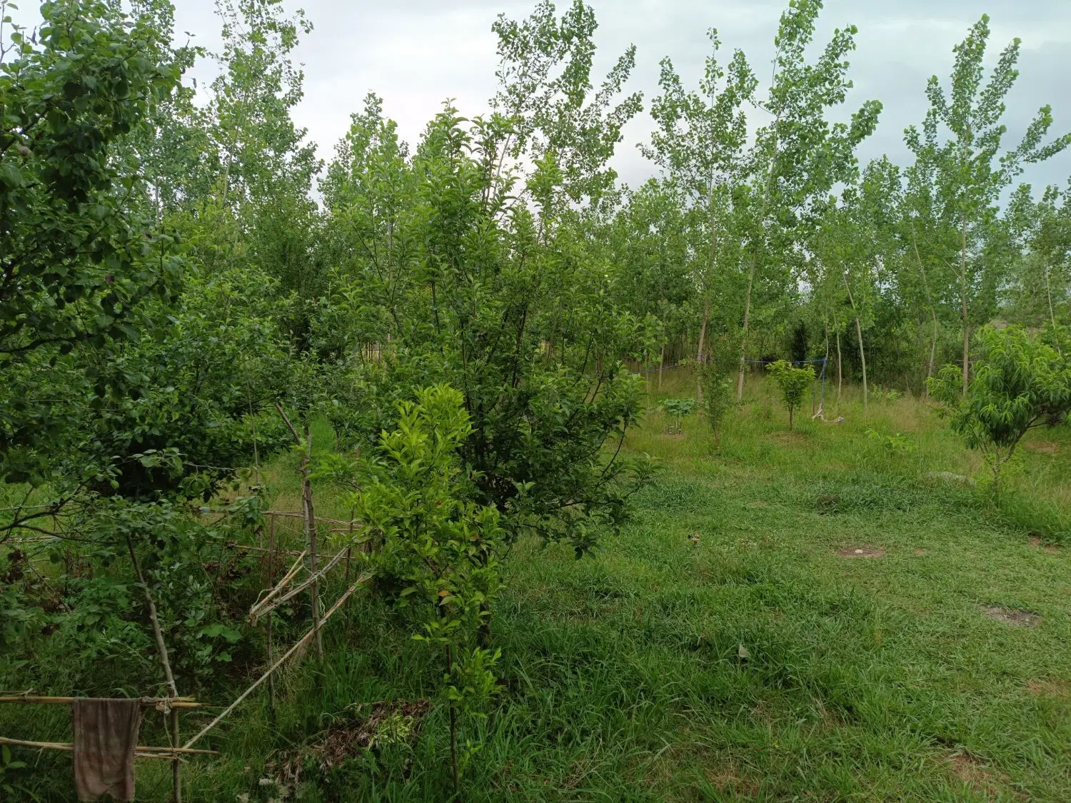 زمین و خانه ویلایی