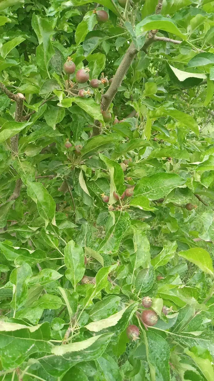 اجاره باغ سیب