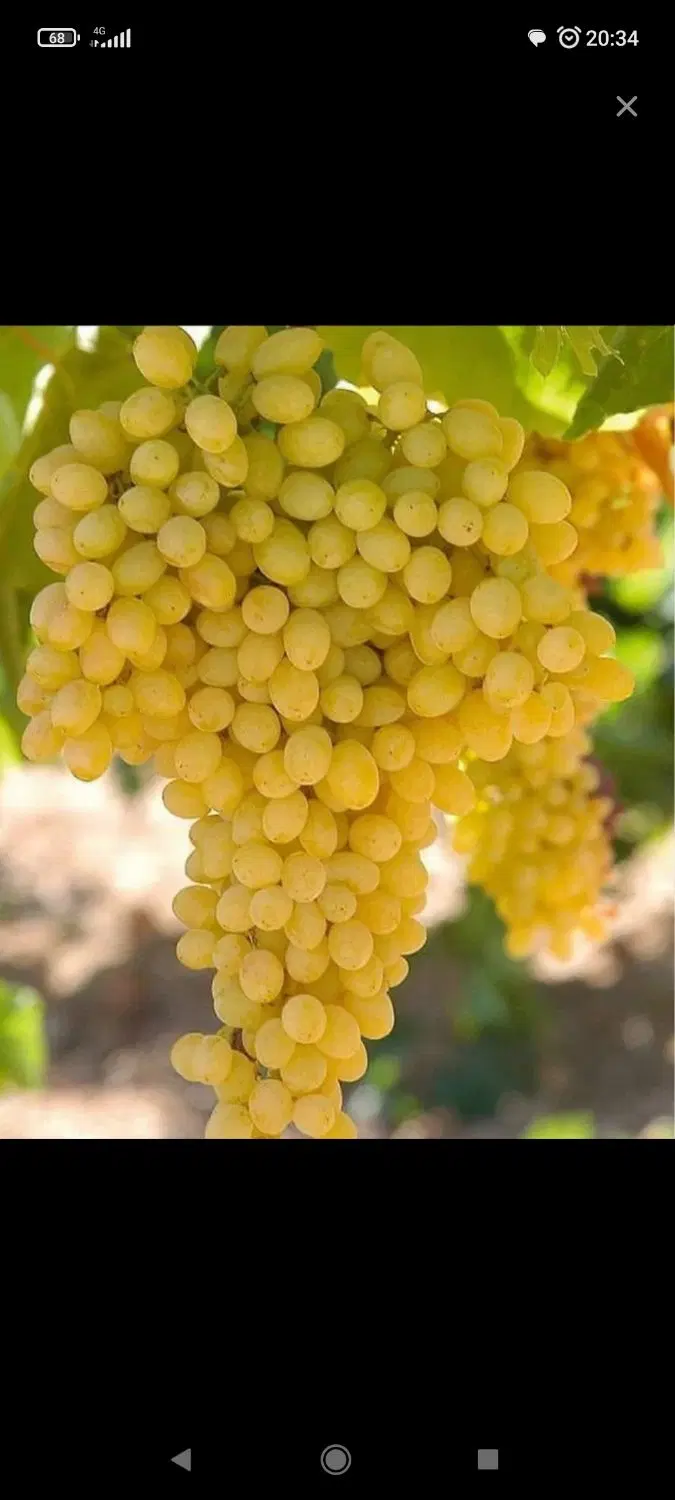 فروش زمین