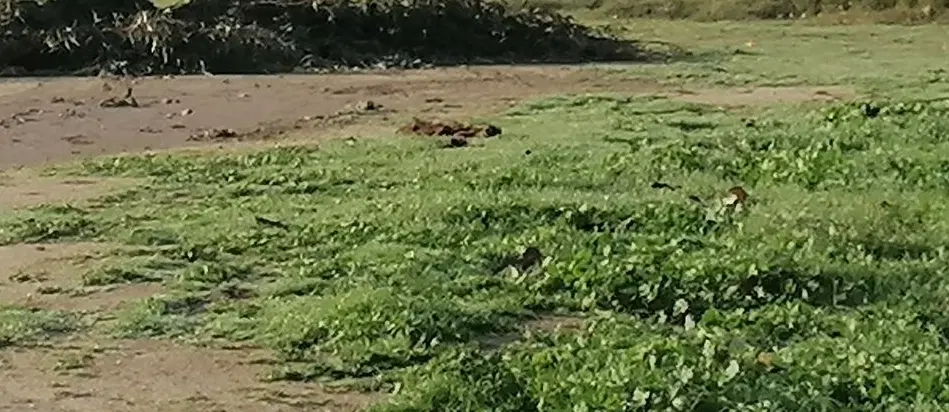 زمین کشاورزی ده هکتاری