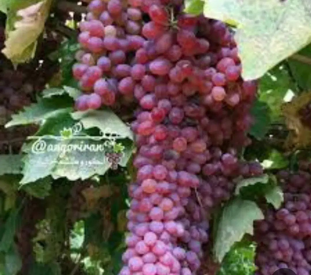 باغ ایستاده