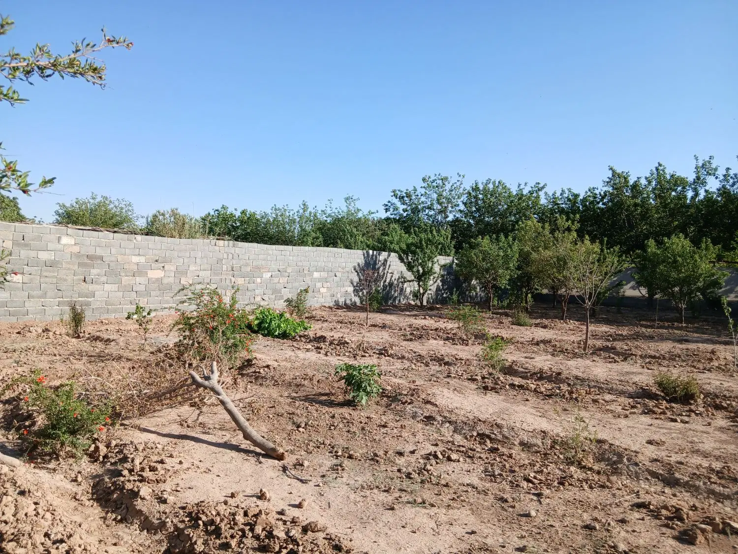 زمین باغچه