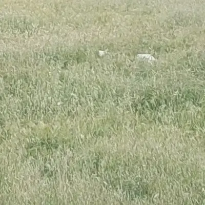 فروش یک قطعه زمین مسکونی