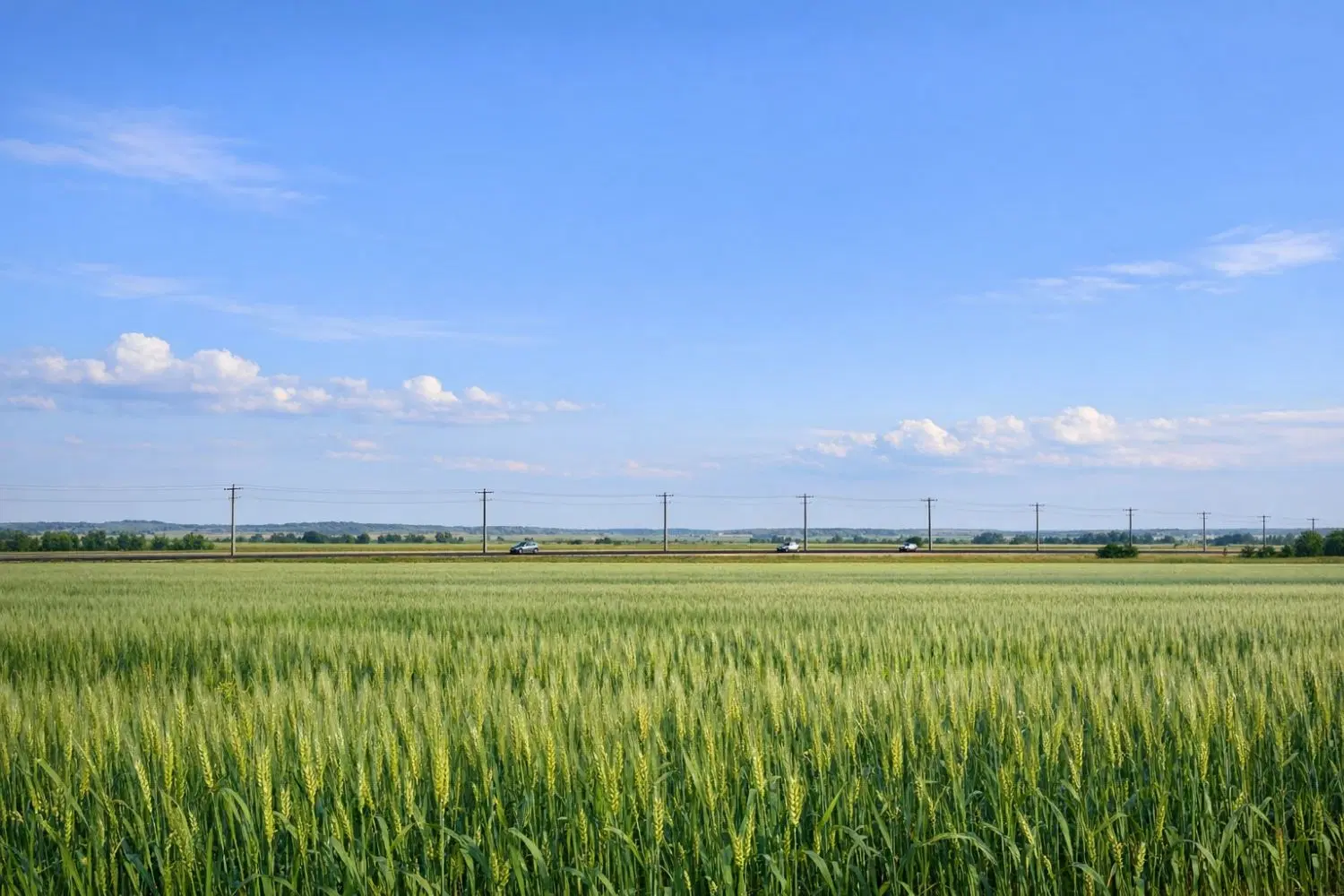 زمین کشاورزی با سند تک برگ روستای باشی