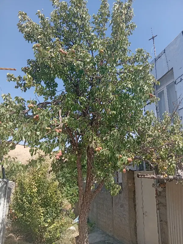 فروش باغ‌پر ثمر