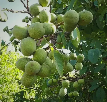 باغ دو هزار متر اسب سواری هاشم اباد