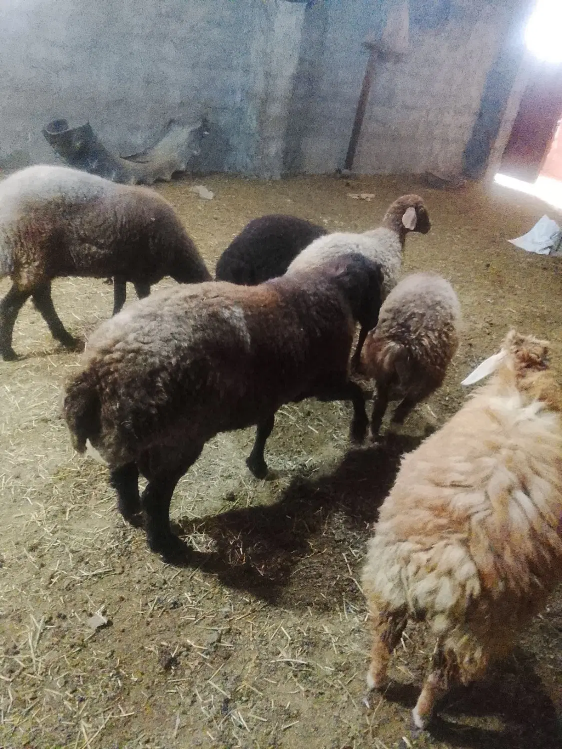 دامداری اجاره ای