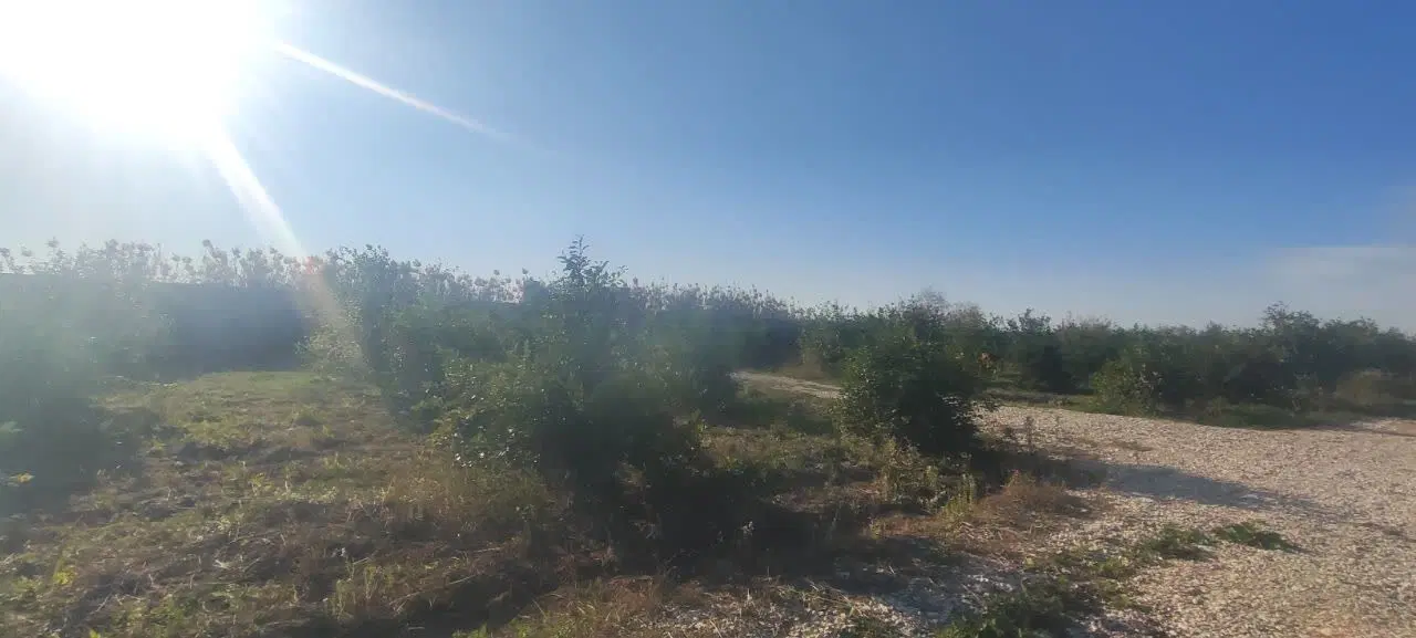 باغ سرجاده اصلی شوش دزفول