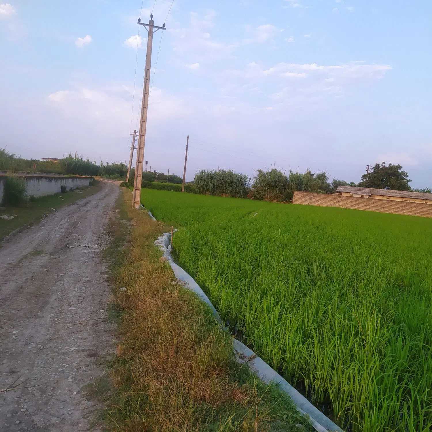 دشت شالیزاری روستای نوده جاده جویبار