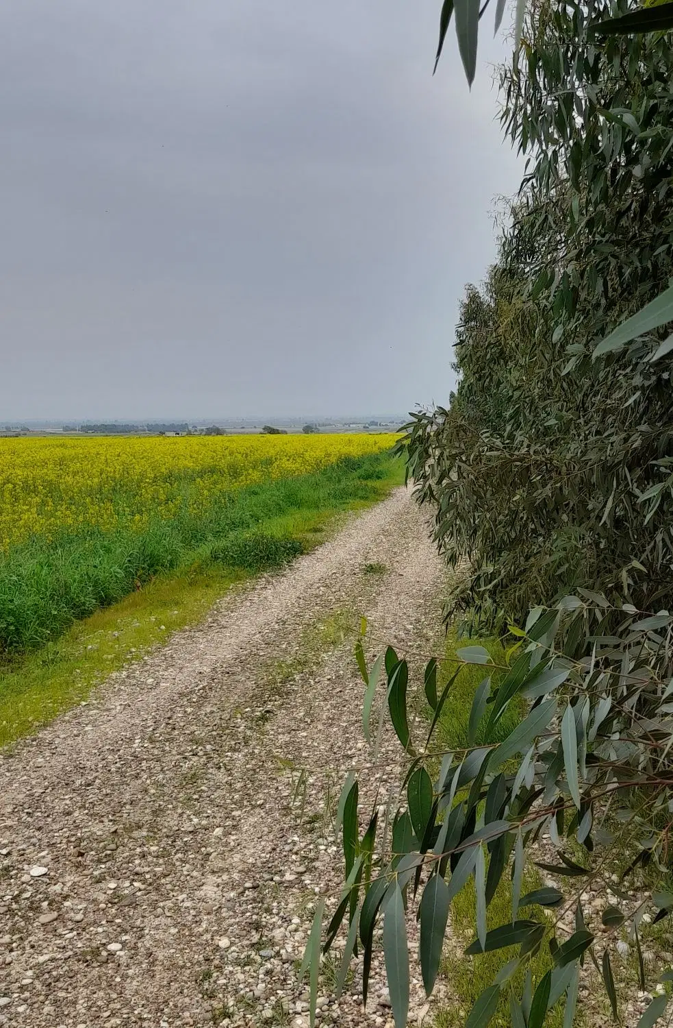 اجاره زمین کشاورزی