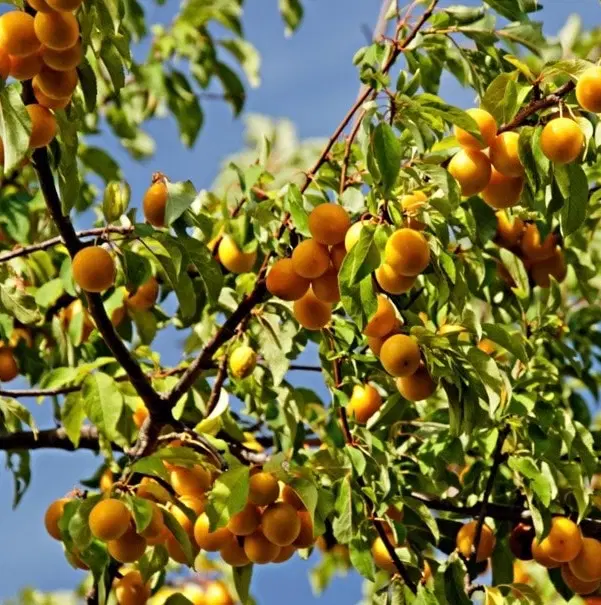 فروش ۲۰۰۰ متر باغ ثمری زردآلو و انگور و انار