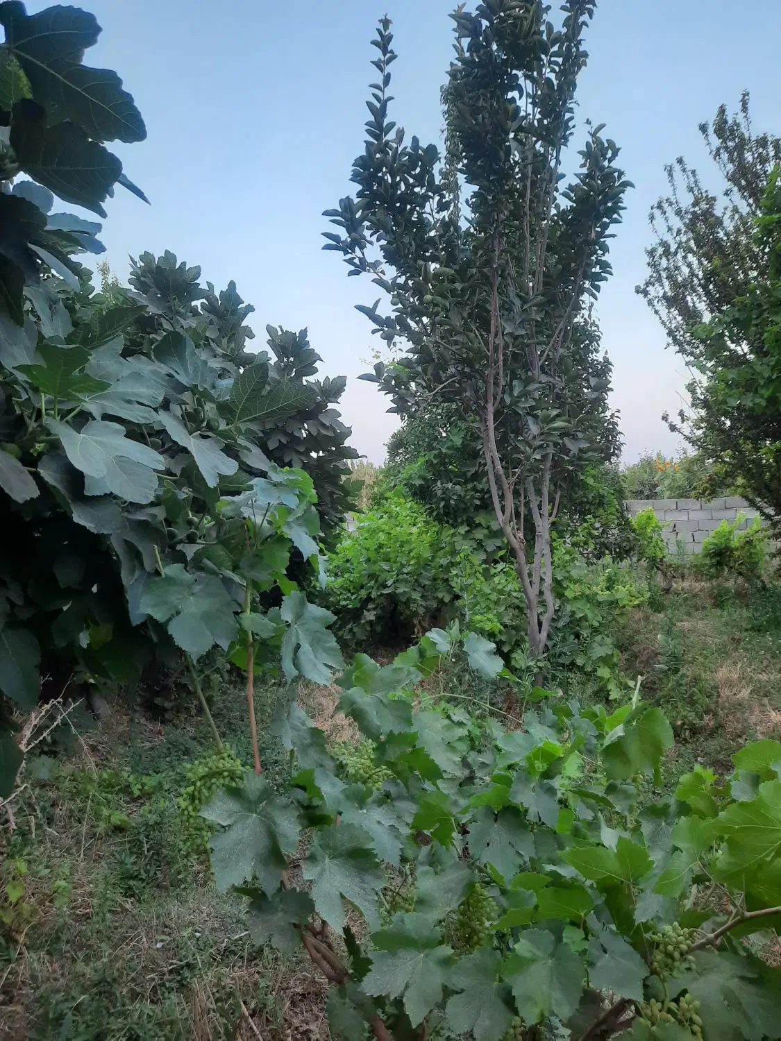 باغ فروشی