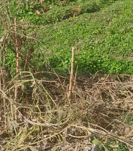 فروش زمین مسکونی کوچه خوش سیرت