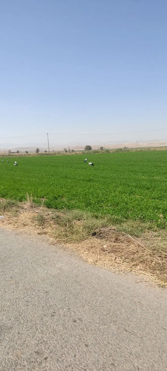 زمین مناسب کارگاه گلخانه و دامداری  با تغییرکاربری