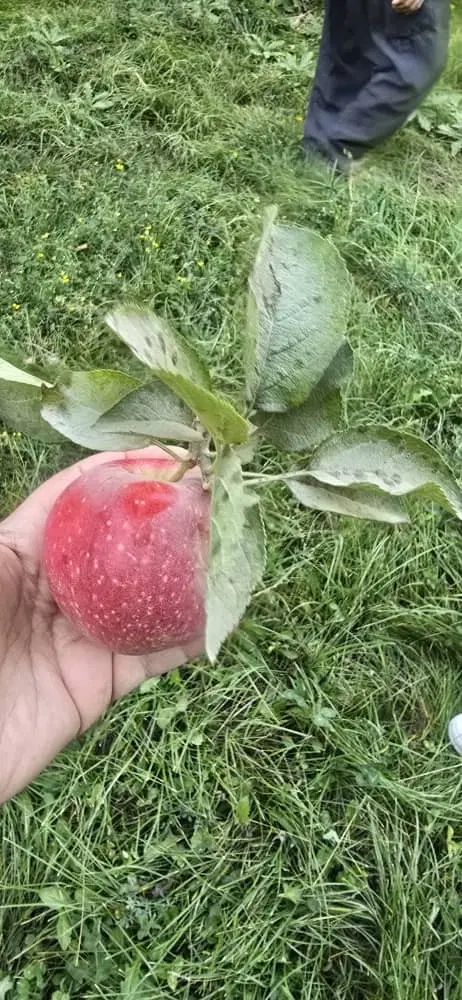اجاره باغ سیب درروستایی خانکندی
