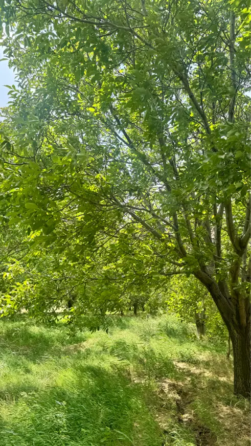 فروش باغ گردوی بارده در تویسرکان _ سنددار