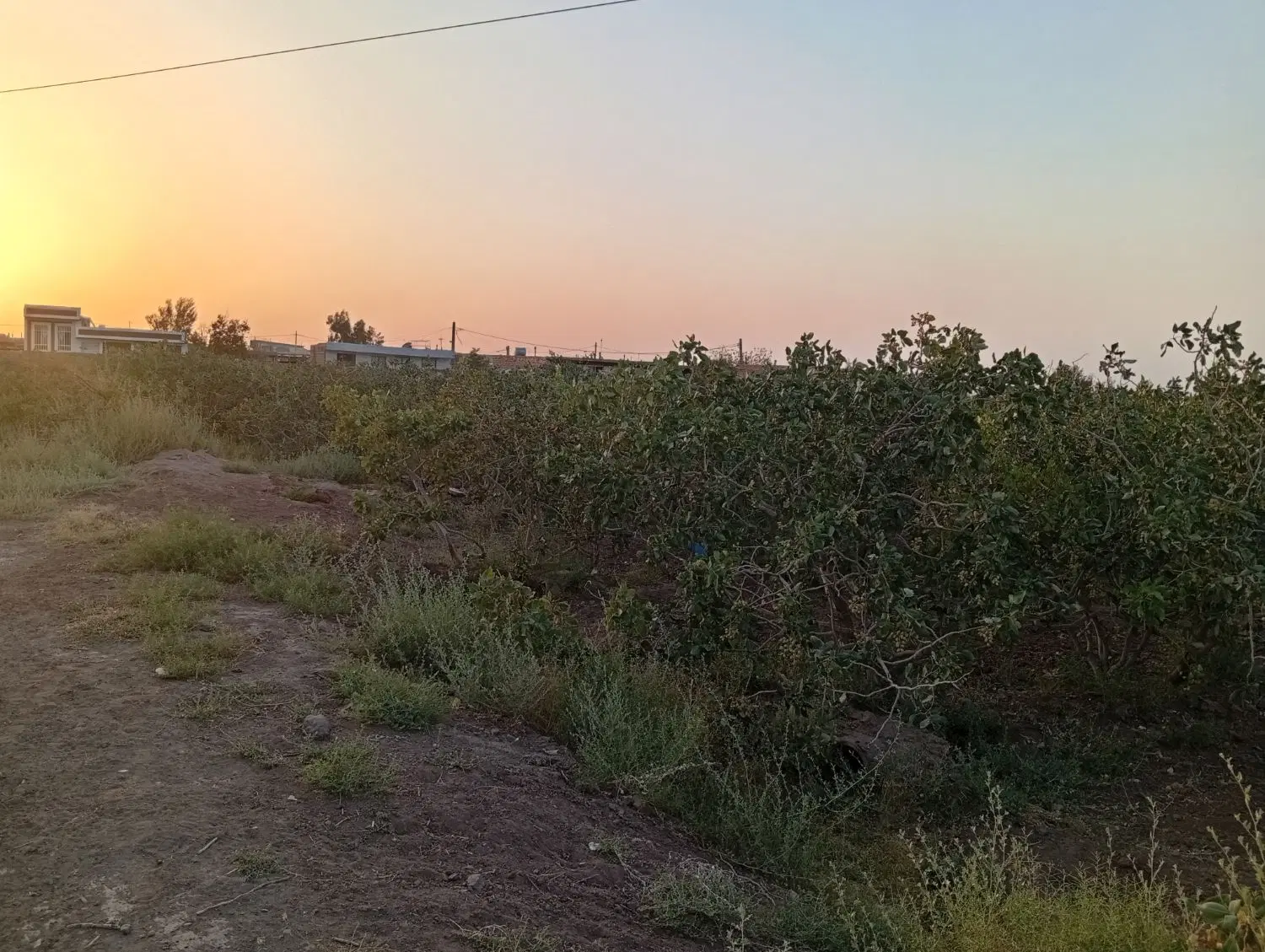 60قصب زمین پسته ای