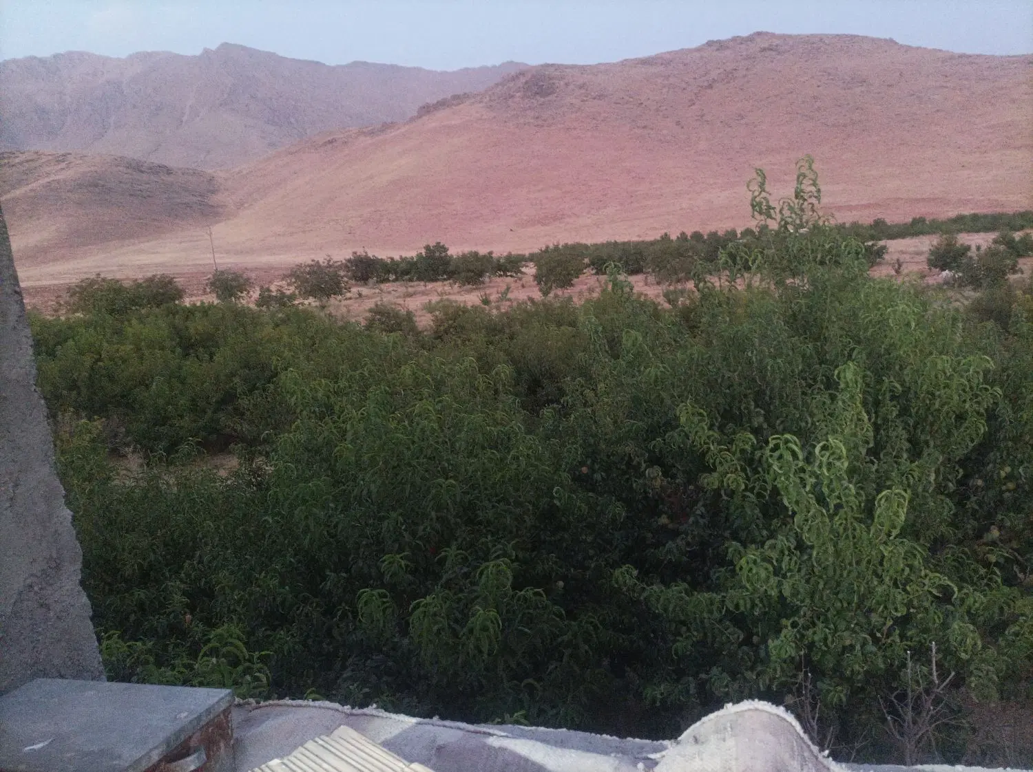 ۸ جریب باغ زیر بار نهاوند روستای طایمه ... شادمانه