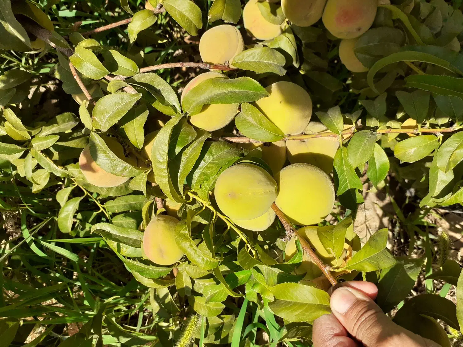 باغ سردرختی، انگور و پسته و زمین کشاورزی،دشت لویین