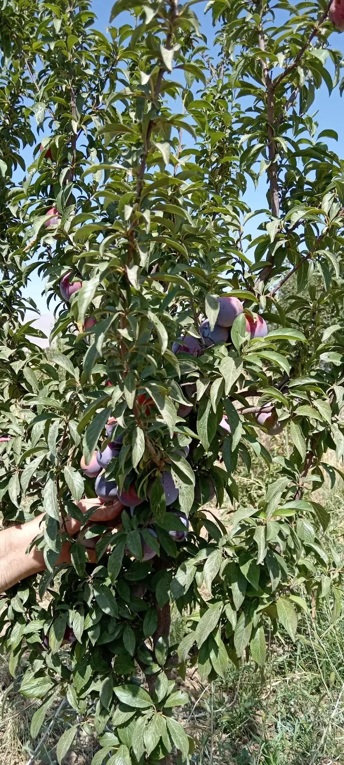 1000متر زمین روستا کاشان تو