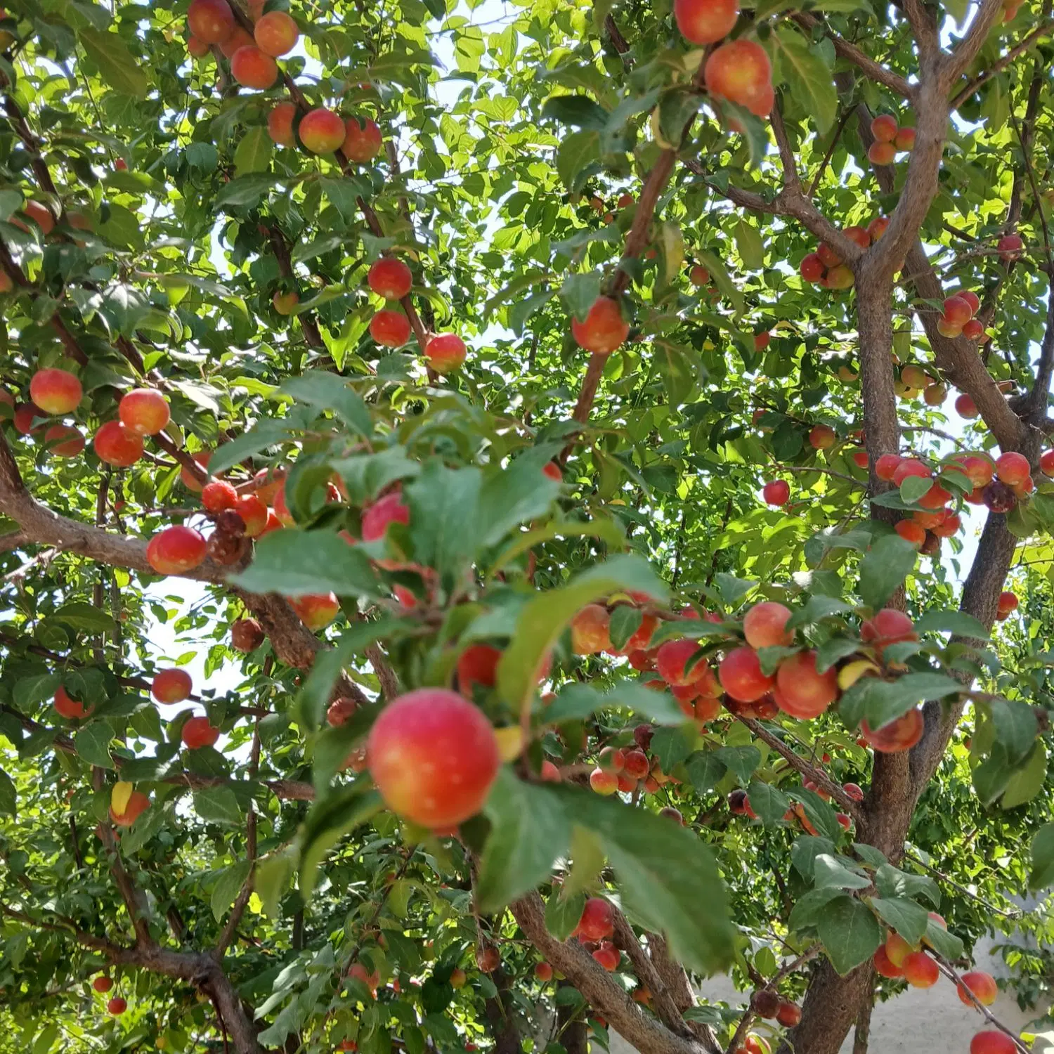 به نام خدا.فروش باغ ۴۰۰ متری
