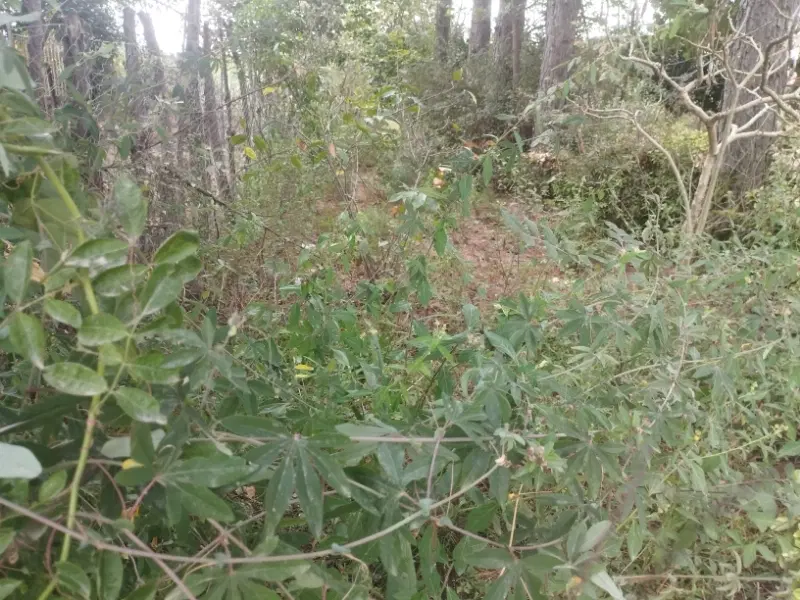 زمین مسکونی و باغی