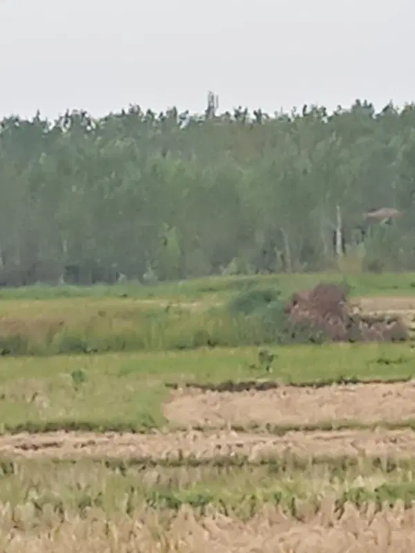 زمین آینده دار کشاورزی