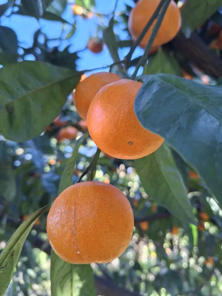 باغ مرکبات در شمال