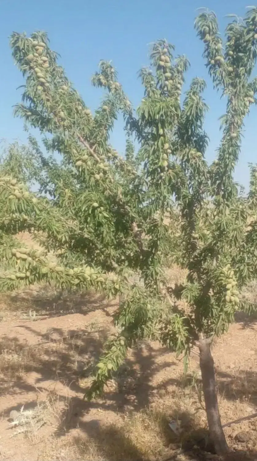 باغ فروشی