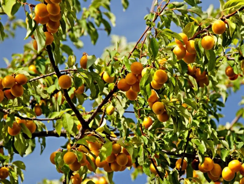 فروش باغ فوری
