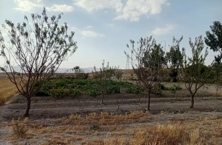 باغ فروشی فرصت ویژه