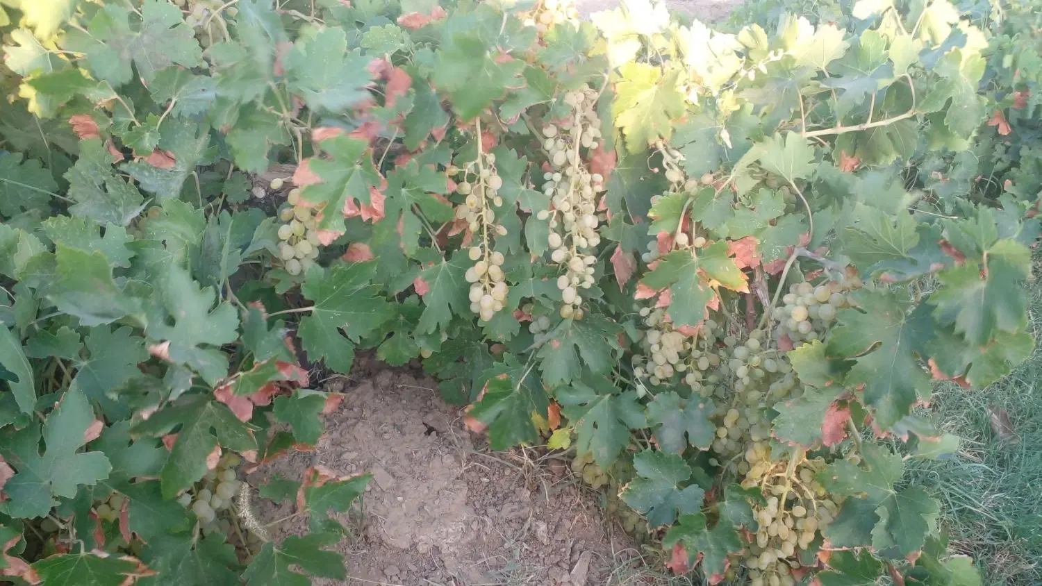 باغ حسین آباد بغدادی