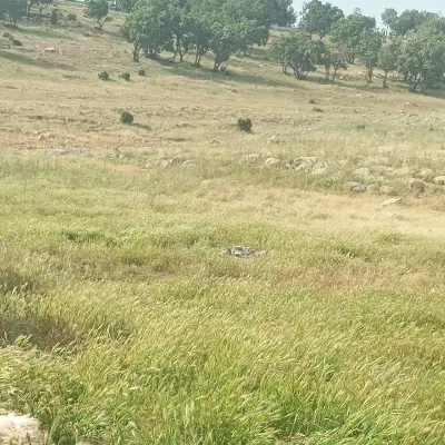 زمین کشاورزی