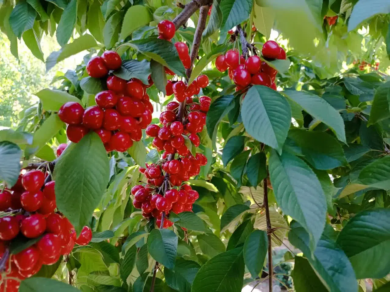 فروش باغ در منطقه خوش آب و هوای سیوان