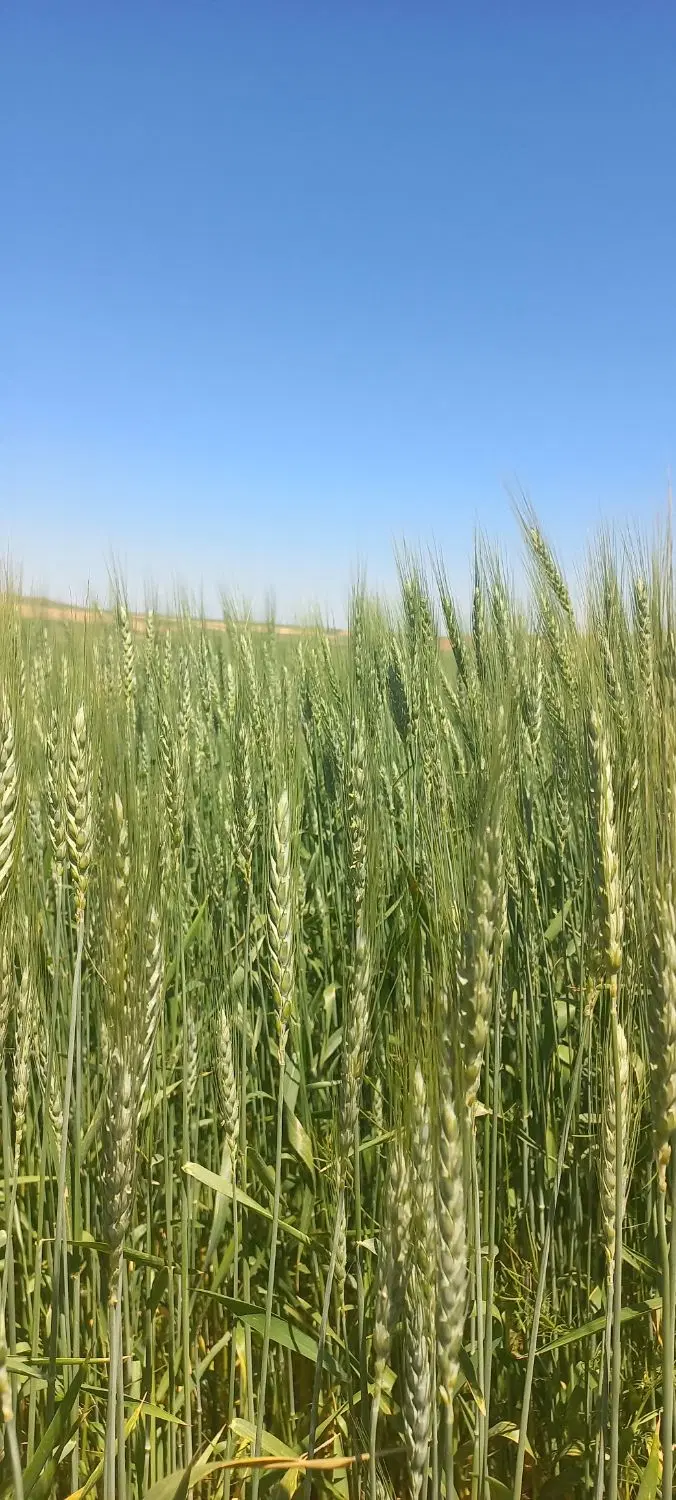 زمین کشاورزی کاکه جو