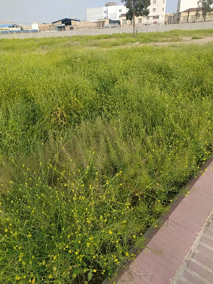 زمین 200متری مشاع