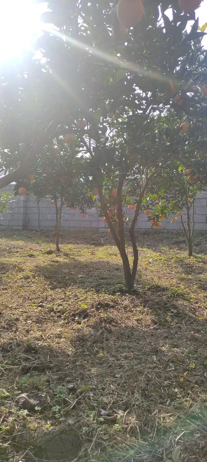 زمین ۵۵۶ متر سنددار