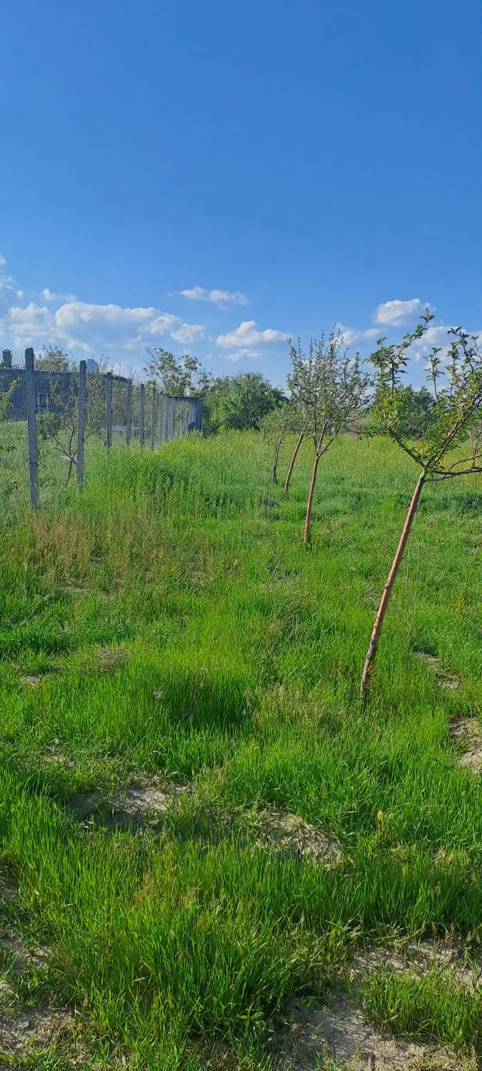 زمین کشاورزی