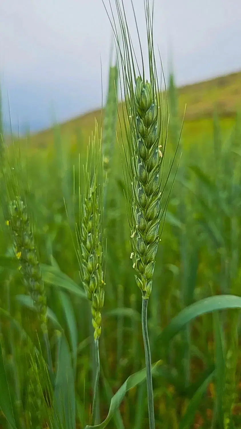 یک قطعه زمین کشاورزی