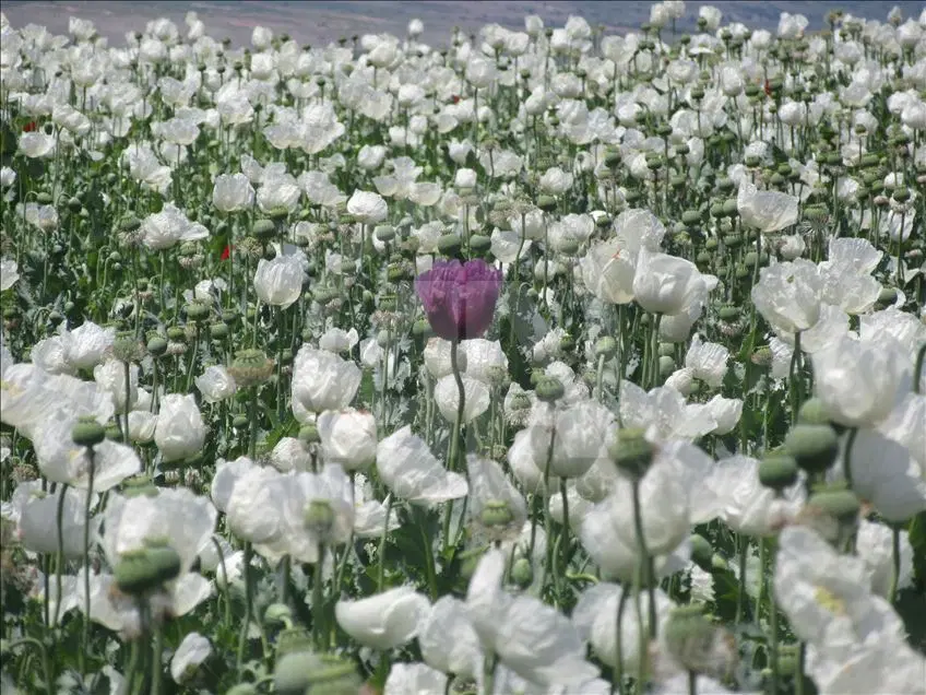 زمین کشاورزی اجاره میکنم