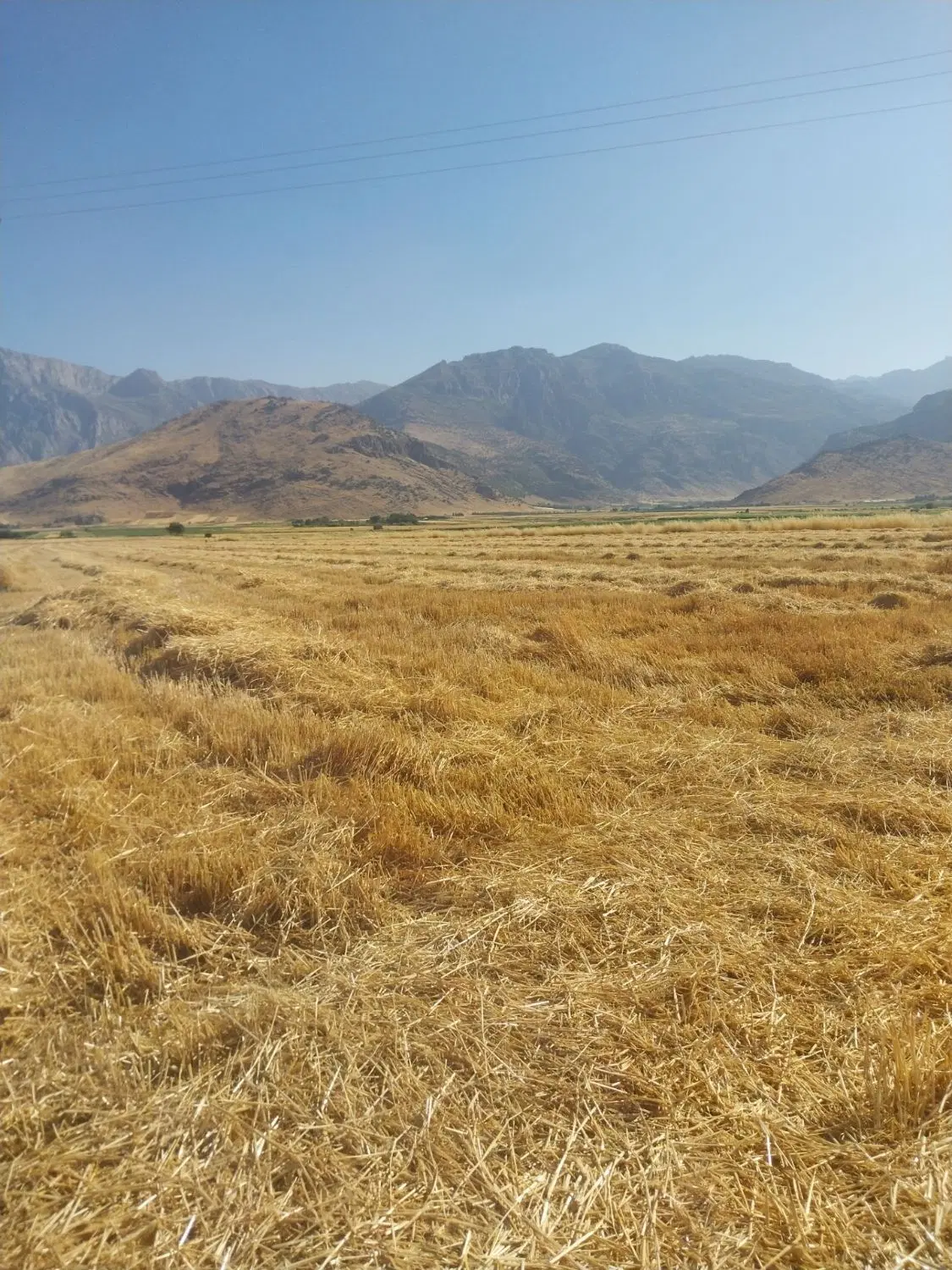 اجاره زمین کشاورزی