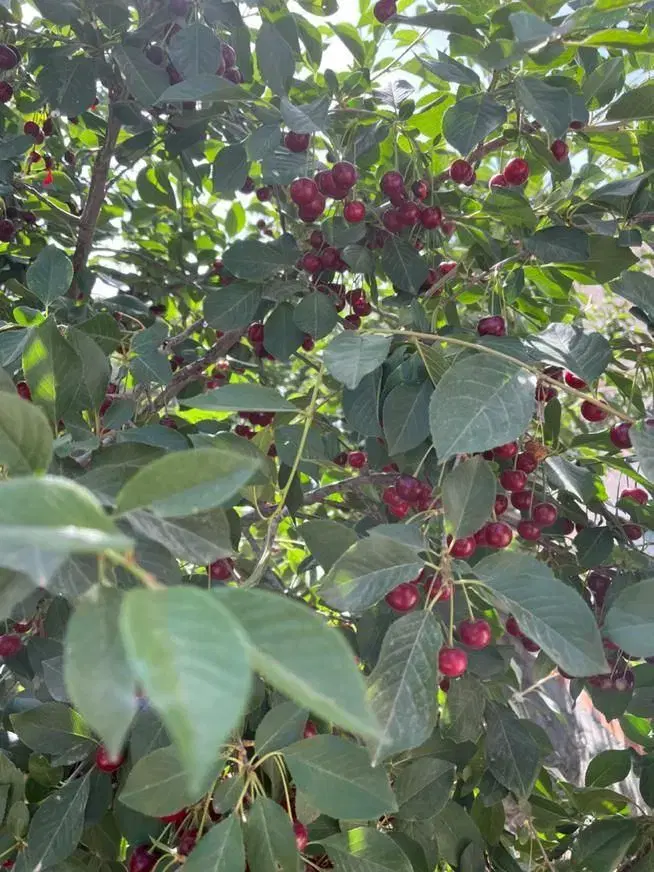 زمین مسکونی ویلایی زرشک