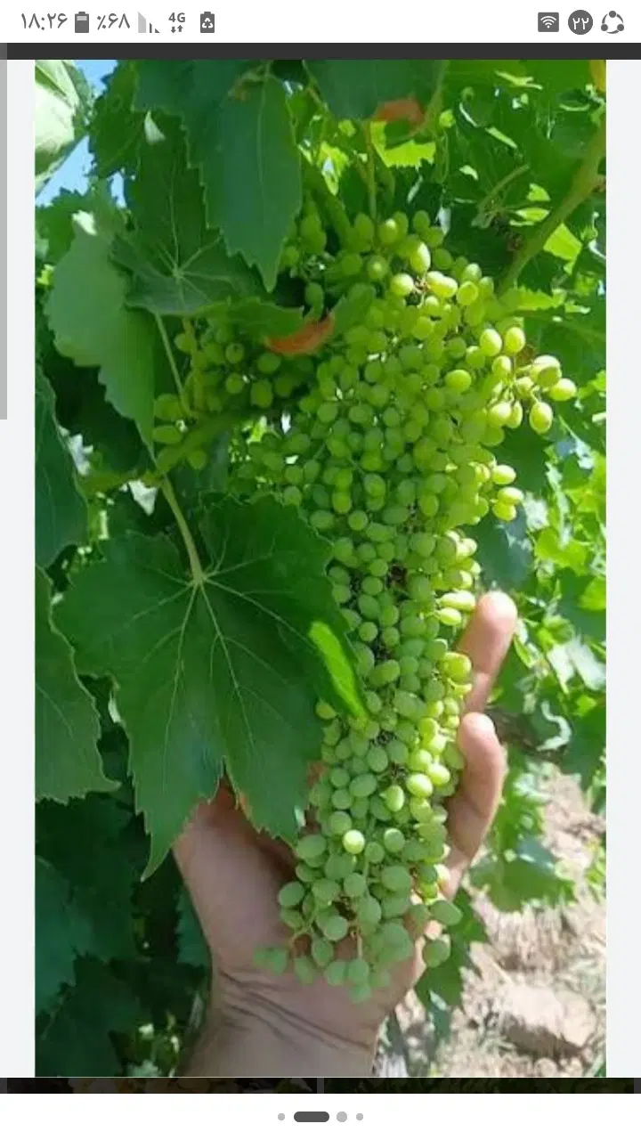 باغ انگور بالاتر از دهکده پارس