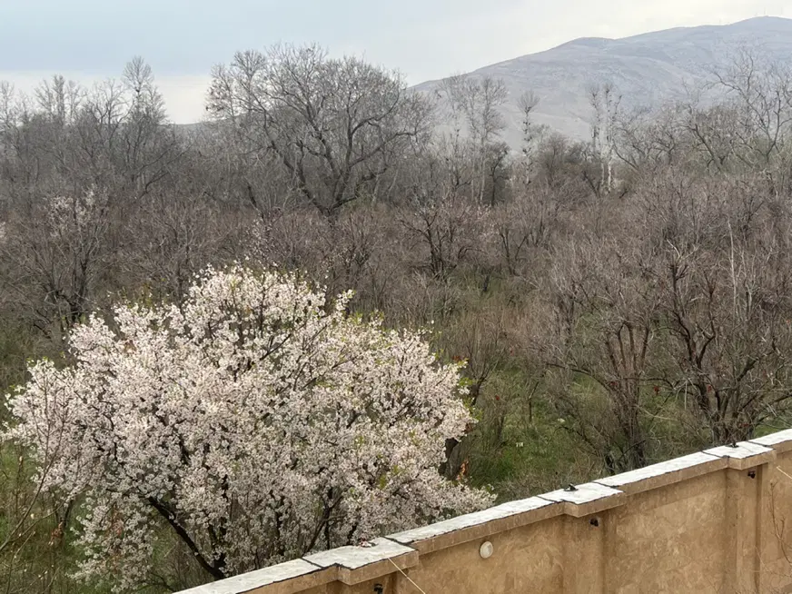 زمین باغی دهنو قلندری