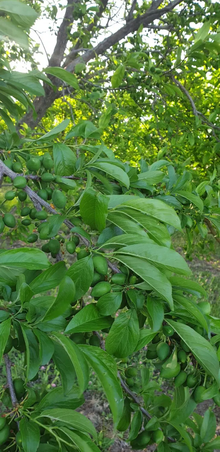 اجاره باغ آلو کالیفرنیا