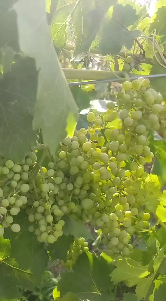 الماس سبز باغ انگور داربستی