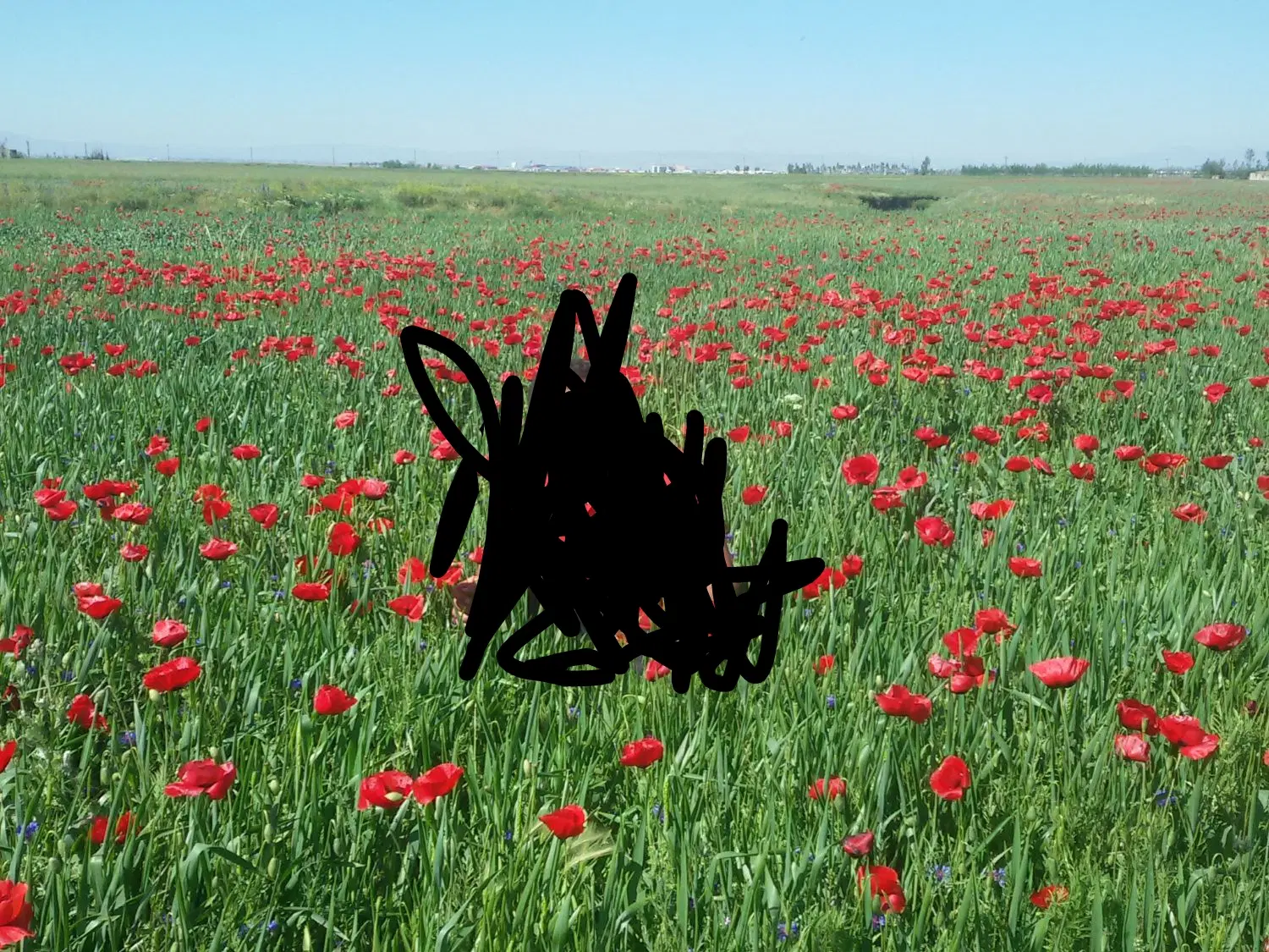 زمین زراعی مناسب باغ و کشاورزی در پته خور