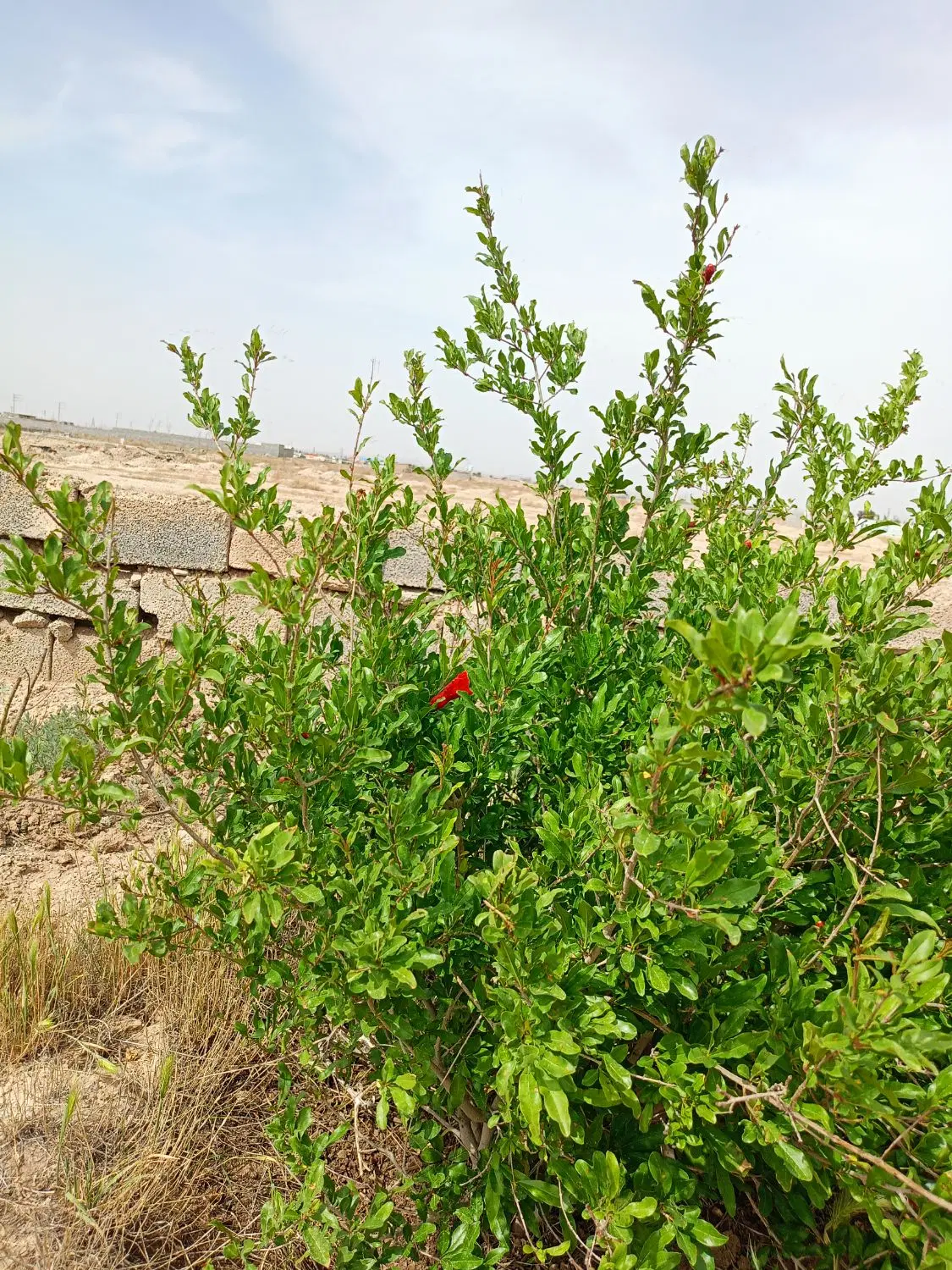 یک قطعه زمین باغچه به متراژ ۵۵۰ متر مربع