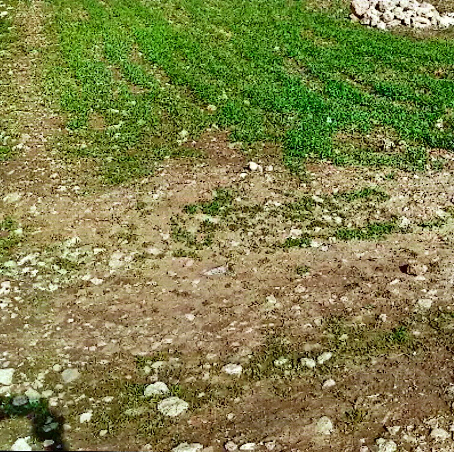 زمین کشاورزی مناسب طرح